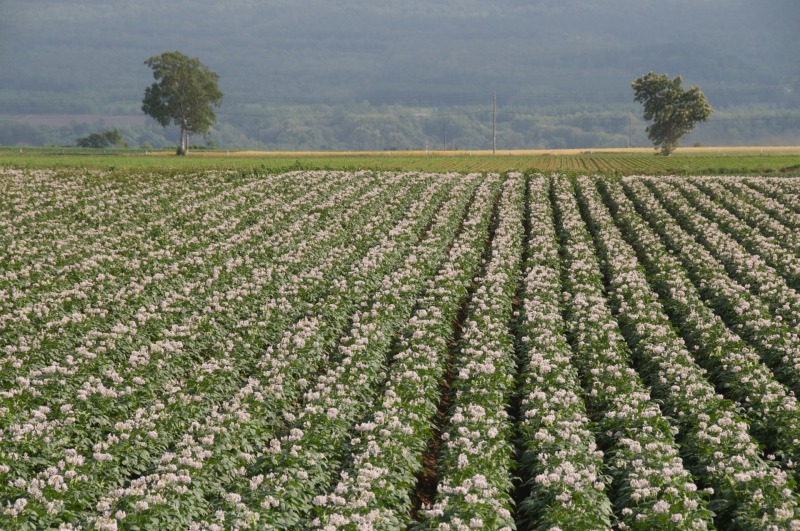 4年産 秋冬野菜8万6500ha ほうれんそうは1万8900ha
